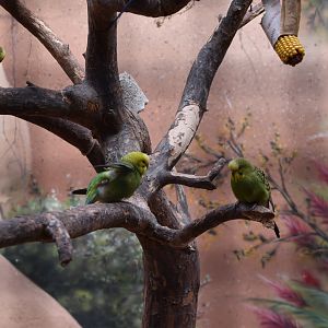 Budgerigars