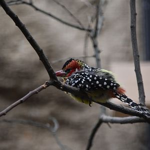 Red-and-yellow barbet