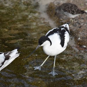 Pied avocet