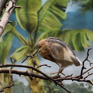 Javan pond heron