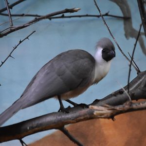 Bare-faced go-away-bird