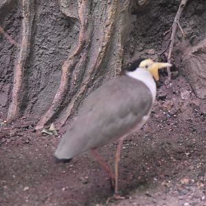 Masked lapwing