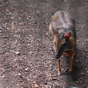Java mouse deer