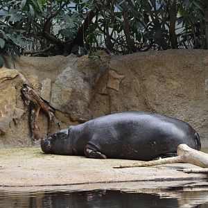Pygmy hippopotamus