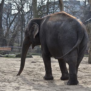 Asian elephant