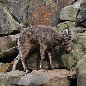 Siberian ibex