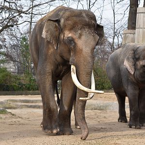Asian elephants