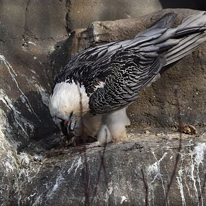 Bearded vulture