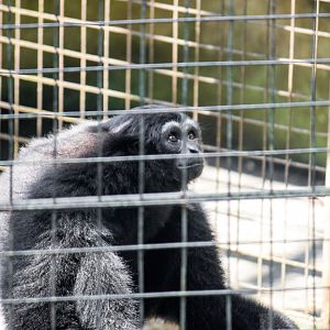 Bornean white-bearded gibbon, Hylobates albibarbis