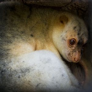 Black-spotted cuscus, Spilocuscus rufoniger
