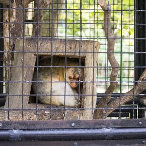Black-spotted cuscus, Spilocuscus rufoniger