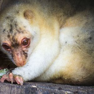 Black-spotted cuscus, Spilocuscus rufoniger