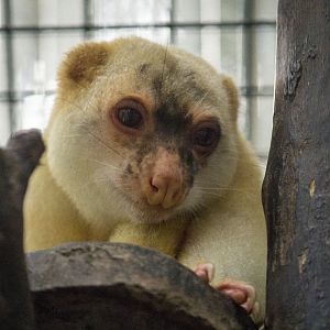Black-spotted cuscus, Spilocuscus rufoniger