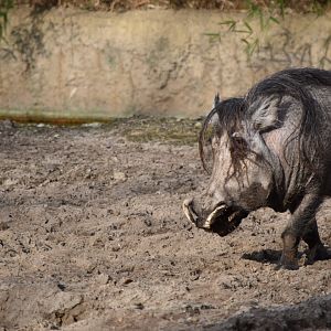 Northern warthog