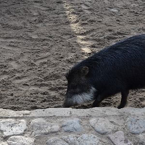 Southern white-lipped peccary