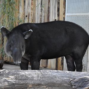 Baird's tapir