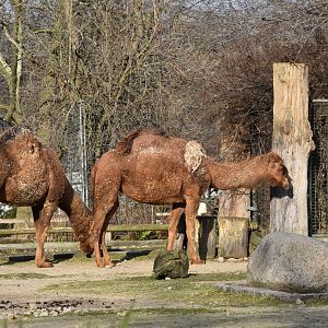 Dromedary camels