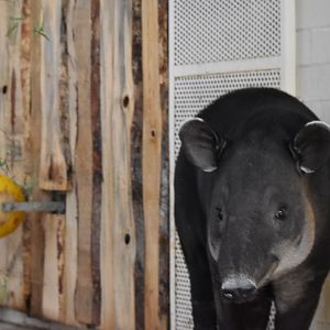 Baird's tapir