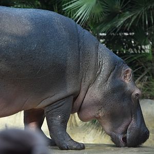Common hippopotamus