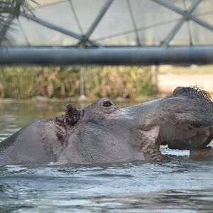 Common hippopotamus