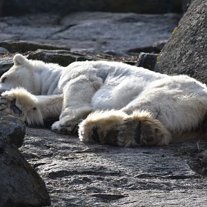 Polar bear