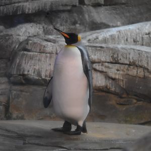 King penguin