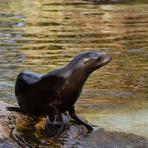 California sea lion