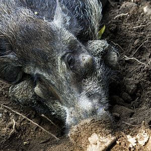 Javan warty pig, Sus verrucosus