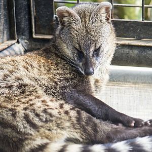 Small Indian civet, Viverricula indica