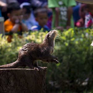 Asian small-clawed otter, Aonyx cinerea