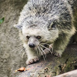 Palawan binturong, Arctictis binturong whitei