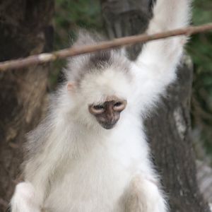 Silver Surili, Presbytis mitrata