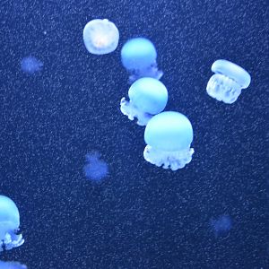 Jellyfish