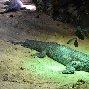 Gharials