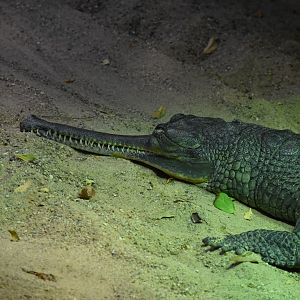Gharial