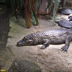 Spectacled caiman