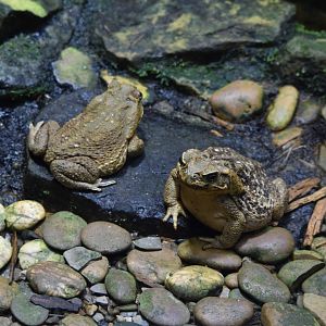Cane toads