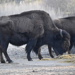 American wood bison