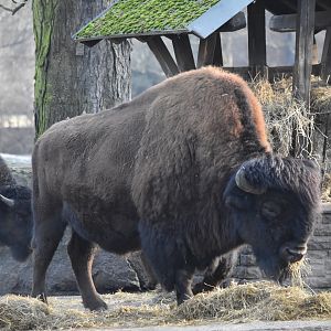 American wood bison