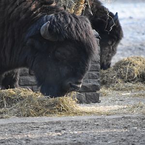 American wood bison