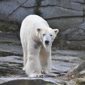 Polar bear