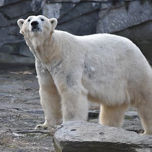 Polar bear