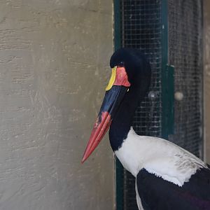 Saddle-billed stork