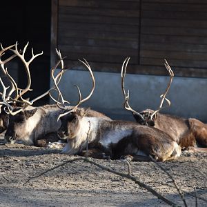 Reindeer