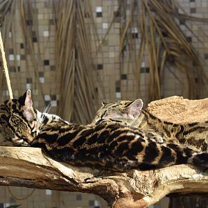 Margays