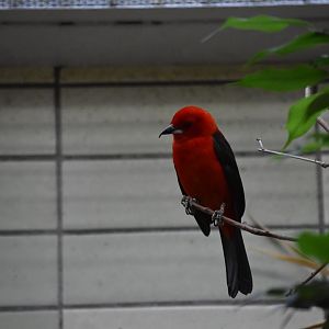 Brazilian tanager