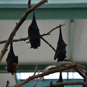 Indian flying fox