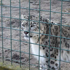 Snow leopard
