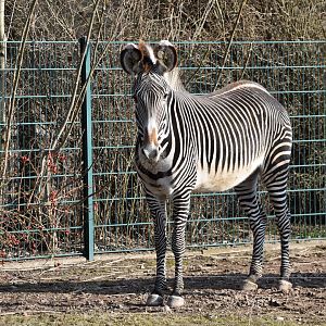 Grevy's zebra