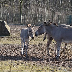 Somali wild ass